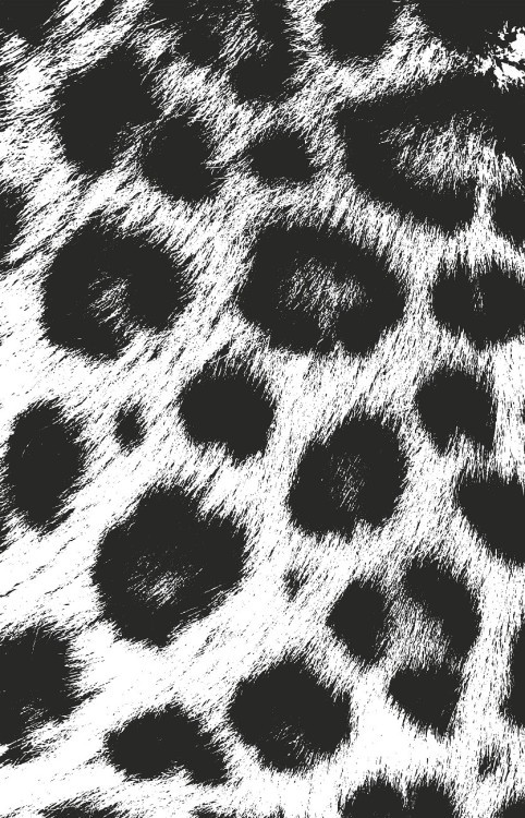 Постер "Леопард" 50*70см, багет черн. (TT-00001721)