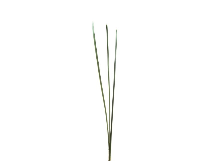 Тростниик зеленый 130 см (24) (00001437)