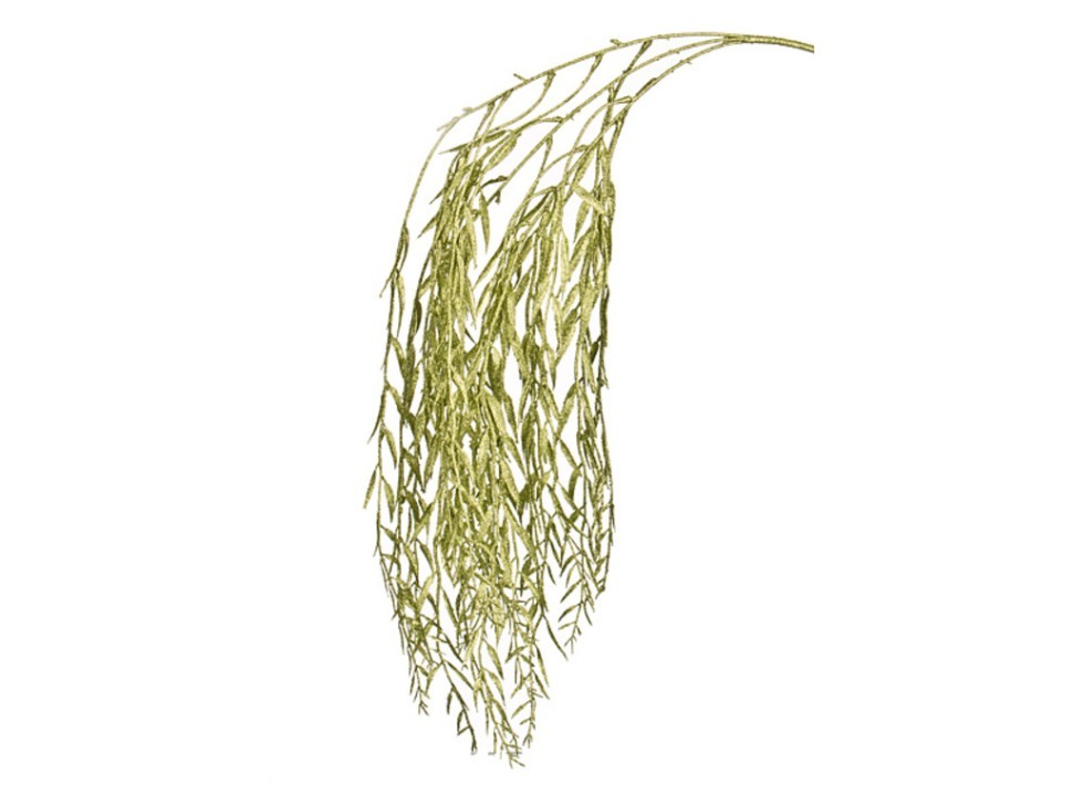 ива желтая плакучая. ветви ивы. соцветие ивы плакучей. плакучая (ива плакучая, береза). ветви ивы.