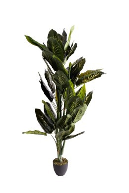 Диффенбахия искусственная в горшке h170см (TT-00015276)