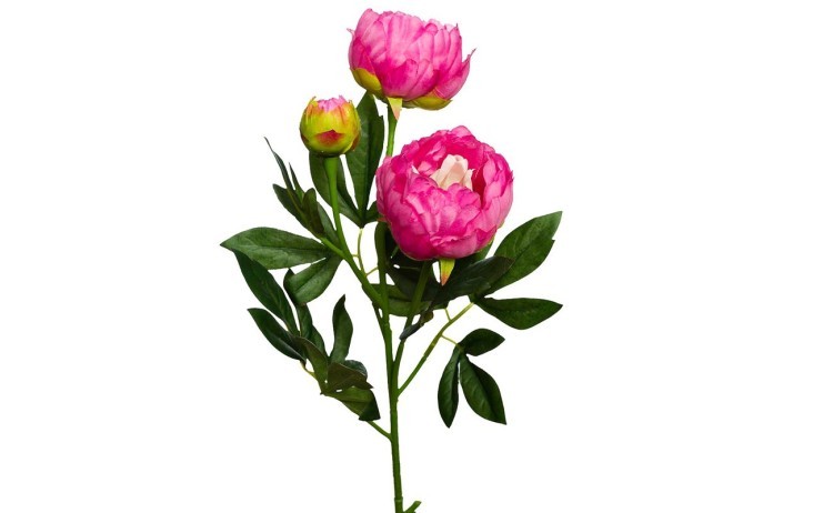 Пион розовый 64 см (24) (00002890)